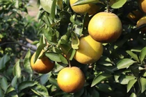 Xuất hiện cam trái vụ bán chạy hơn cam Vinh, Cao Phong dịp Tết Nguyên đán