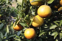 Xuất hiện cam trái vụ bán chạy hơn cam Vinh, Cao Phong dịp Tết Nguyên đán