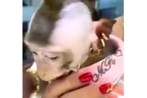 Chú khỉ đeo vàng lủng lắng, xài dưỡng da, ăn nho Mỹ