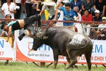 Giới săn trâu chọi phản bác thông tin cho trâu dùng chất kích thích