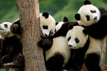 Phì cười clip gấu trúc mẹ đối xử với con cực "phũ phàng"