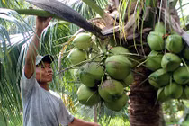 Mỗi tháng thu hơn 10 triệu từ vườn dừa xiêm xanh trái sai quá trời