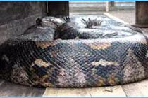 Video: Rợn người cảnh thanh niên bắt sống trăn "khủng" trong chớp mắt