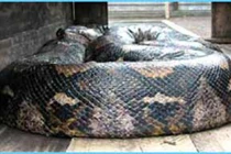 Video: Rợn người cảnh thanh niên bắt sống trăn "khủng" trong chớp mắt