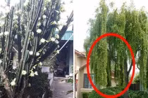 Nhà trồng 3 cây này là con cưng Thần Tài, cuộc đời giàu có