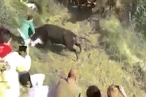 Video: Bò tót lao vào tấn công khán giả trong lễ hội bò rượt