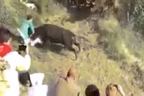 Video: Bò tót lao vào tấn công khán giả trong lễ hội bò rượt