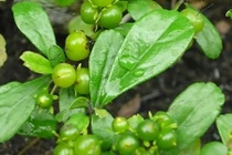 Sự thật lá bùm sụm và đu đủ xanh chữa khỏi bướu cổ