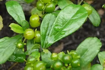 Sự thật lá bùm sụm và đu đủ xanh chữa khỏi bướu cổ