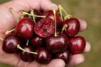 Bí quyết mua cherry "xịn" và ngon nhất