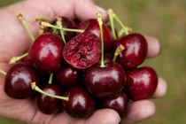 Bí quyết mua cherry "xịn" và ngon nhất