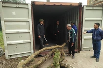 Dân làng loay hoay trước “giờ G” bán đấu giá cây sưa “trăm tỷ”