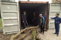 Dân làng loay hoay trước “giờ G” bán đấu giá cây sưa “trăm tỷ”