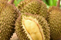 Bí quyết mua được những quả sầu riêng ngon 
