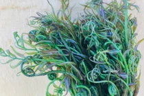 Loại rau dại của người nghèo hút giới nhà giàu