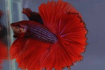 Người đàn ông bỏ ra số tiền khủng để rước con cá bé tẹo về nhà 