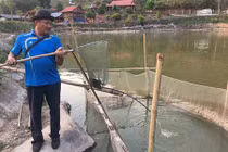 Cụ ông biến khe đá thành ao nuôi cá, lãi 300 triệu/năm