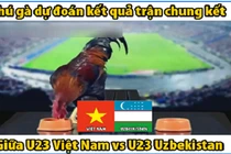 Video: “Gà tiên tri” dự đoán chung kết U23 Việt Nam vs U23 Uzbekistan