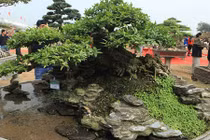 Video: Cây mai chiếu thủy trăm tuổi, trả gần nửa tỷ không bán