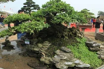 Video: Cây mai chiếu thủy trăm tuổi, trả gần nửa tỷ không bán