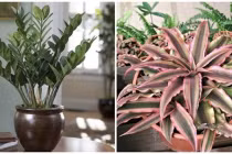 4 loại cây vừa gọi tài lộc lại giúp gia chủ trong ấm ngoài êm