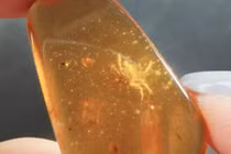 Phát hiện giống cua "bất tử" tí hon được giấu trong hổ phách