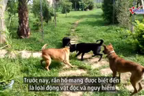 Video: Bị 'tứ cẩu phanh thây', rắn hổ mang nhận kết cục bi thảm