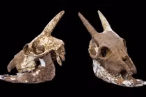 Sinh vật kỳ dị nhanh chóng biến mất sau khi được con người thuần hóa