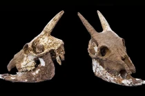 Sinh vật kỳ dị nhanh chóng biến mất sau khi được con người thuần hóa