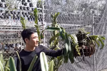 Vườn lan rừng tiền tỷ của kỹ sư tin học bỏ phố về quê