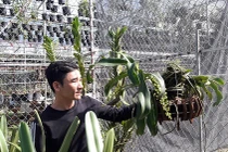 Vườn lan rừng tiền tỷ của kỹ sư tin học bỏ phố về quê