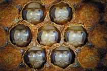 Tìm ra "bí mật" khiến ong mật thành ong chúa