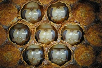 Tìm ra "bí mật" khiến ong mật thành ong chúa