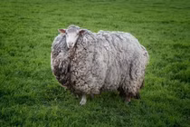 Chú cừu mang bộ lông khổng lồ sau 7 năm 'giãn cách xã hội' 