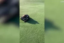 Video: Toát mồ hôi xem loài trăn to nhất nhì châu Phi siết mồi