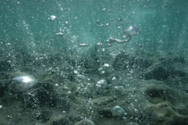 Axít hóa đại dương đe dọa toàn bộ sinh vật biển