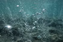 Axít hóa đại dương đe dọa toàn bộ sinh vật biển