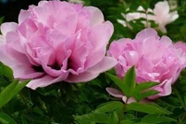 Ý nghĩa phong thủy của hoa mẫu đơn