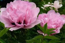 Ý nghĩa phong thủy của hoa mẫu đơn