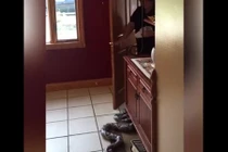 Video: Những pha troll "siêu thốn" với rắn