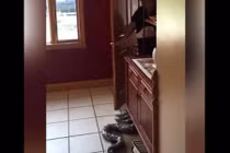 Video: Những pha troll "siêu thốn" với rắn