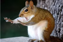 Những khoảnh khắc hài hước của các loài động vật