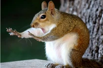 Những khoảnh khắc hài hước của các loài động vật