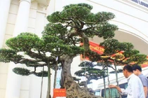 Siêu cây Long cổ đại giá 14 tỷ chủ nhân quyết không bán