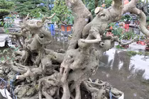 Tận mắt thấy "sanh dáng long" cổ thụ giá trên 100 triệu trình làng