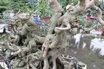 Tận mắt thấy "sanh dáng long" cổ thụ giá trên 100 triệu trình làng