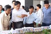 Tận mắt ngắm cá dĩa beo da rắn, trắng bạch kim đẹp long lanh