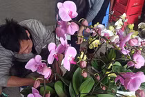 Thợ phun sơn cặm cụi ghép chậu lan hồ điệp kiếm 18 triệu lo Tết