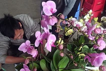 Thợ phun sơn cặm cụi ghép chậu lan hồ điệp kiếm 18 triệu lo Tết