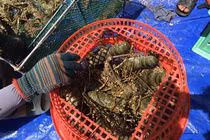 Loại hải sản nhà giàu tăng giá kỷ lục, hàng khan hiếm chưa từng có